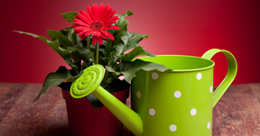 Enjoy a Floral May Day Gift from The Croft